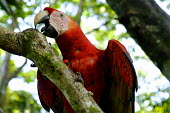 Scarlet macaw gnawing a tree branch macaw,macaws,bird,birds,birdlife,avian,aves,wings,feathers,bill,plumage,parrot,parrots,colour,colourful,red,Americas,Central America,Costa Rica,rainforest,tropical,tropics,Scarlet macaw,Ara macao,Parr