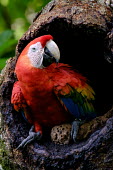 Scarlet macaw emerging from its nest in the trunk of a tree macaw,macaws,bird,birds,birdlife,avian,aves,wings,feathers,bill,plumage,parrot,parrots,colour,colourful,red,Americas,Central America,Costa Rica,rainforest,tropical,tropics,Scarlet macaw,Ara macao,Parr