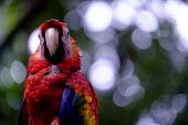 Close up of scarlet macaw close up,shallow focus,negative space,face,bill,bokeh,macaw,macaws,bird,birds,birdlife,avian,aves,wings,feathers,plumage,parrot,parrots,colour,colourful,red,Americas,Central America,Costa Rica,rainfor