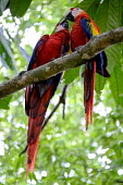 A pair of scarlet macaw perching in a tree pair,couple,romance,valentine,valentines,mates,perch,perched,perching,branch,macaw,macaws,bird,birds,birdlife,avian,aves,wings,feathers,bill,plumage,parrot,parrots,colour,colourful,red,Americas,Centra