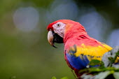 Side profile of a scarlet macaw sat in a tree close up,shallow focus,negative space,face,bill,bokeh,macaw,macaws,bird,birds,birdlife,avian,aves,wings,feathers,plumage,parrot,parrots,colour,colourful,red,Americas,Central America,Costa Rica,rainfor
