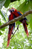 A pair of scarlet macaw perching in a tree Ben Cherry pair,couple,romance,valentine,valentines,mates,perch,perched,perching,branch,macaw,macaws,bird,birds,birdlife,avian,aves,wings,feathers,bill,plumage,parrot,parrots,colour,colourful,red,Americas,Central America,Costa Rica,rainforest,tropical,tropics,Scarlet macaw,Ara macao,Parrots,Psittaciformes,Chordates,Chordata,Aves,Birds,Parakeets, Macaws, Parrots,Psittacidae,Rainforest,macao,Ara,South America,Animalia,Herbivorous,Sub-tropical,Savannah,Least Concern,Riparian,Flying,Arboreal,Appendix I,IUCN Red List,Spanish