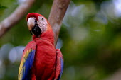 Scarlet macaw in a tree close up,shallow focus,negative space,face,bill,bokeh,macaw,macaws,bird,birds,birdlife,avian,aves,wings,feathers,plumage,parrot,parrots,colour,colourful,red,Americas,Central America,Costa Rica,rainfor