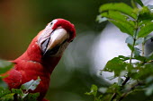 Scarlet macaw looks inquisitively at the camera macaw,macaws,bird,birds,birdlife,avian,aves,wings,feathers,bill,plumage,parrot,parrots,colour,colourful,red,Americas,Central America,Costa Rica,rainforest,tropical,tropics,Scarlet macaw,Ara macao,Parr