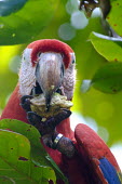 Scarlet macaw perched in a tree eating macaw,macaws,bird,birds,birdlife,avian,aves,wings,feathers,bill,plumage,parrot,parrots,colour,colourful,red,Americas,Central America,Costa Rica,rainforest,tropical,tropics,Scarlet macaw,Ara macao,Parr