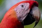 Face shot of a scarlet macaw macaw,macaws,bird,birds,birdlife,avian,aves,wings,feathers,bill,plumage,parrot,parrots,colour,colourful,red,Americas,Central America,Costa Rica,rainforest,tropical,tropics,Scarlet macaw,Ara macao,Parr