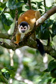 A squirrel monkey climbing along a tree branch climb,climbing,forage,foraging,shy,arboreal,squirrel monkey,monkey,monkeys,primate,primates,mammal,mammals,Americas,Central America,Costa Rica,rainforest,tropical,tropics,forest,forests,close up,shall