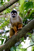 Squirrel monkey sitting in a tree sitting,sit,watching,branch,tree,canopy,arboreal,squirrel monkey,monkey,monkeys,primate,primates,mammal,mammals,Americas,Central America,Costa Rica,rainforest,tropical,tropics,forest,forests,Red-backe