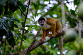 Squirrel monkey sitting in a tree sitting,sit,watching,mischief,mischievous,branch,tree,canopy,arboreal,squirrel monkey,monkey,monkeys,primate,primates,mammal,mammals,Americas,Central America,Costa Rica,rainforest,tropical,tropics,for