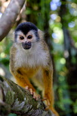 Squirrel monkey sitting in a tree sitting,sit,watching,branch,tree,canopy,arboreal,squirrel monkey,monkey,monkeys,primate,primates,mammal,mammals,Americas,Central America,Costa Rica,rainforest,tropical,tropics,forest,forests,close up,