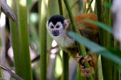 A squirrel monkey climbing through vegetation climb,climbing,forage,foraging,shy,arboreal,squirrel monkey,monkey,monkeys,primate,primates,mammal,mammals,Americas,Central America,Costa Rica,rainforest,tropical,tropics,forest,forests,close up,shall