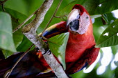 A scarlet macaw peers at the camera from the trees perch,perched,perching,branch,macaw,macaws,bird,birds,birdlife,avian,aves,wings,feathers,bill,plumage,parrot,parrots,colour,colourful,red,Americas,Central America,Costa Rica,rainforest,tropical,tropic