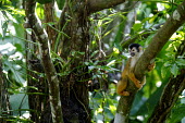 Squirrel monkey hugging a tree branch relax,relaxed,relaxing,rest,resting,branch,tree,canopy,arboreal,squirrel monkey,monkey,monkeys,primate,primates,mammal,mammals,Americas,Central America,Costa Rica,rainforest,tropical,tropics,forest,fo