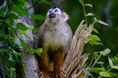 Squirrel monkey sitting in a tree tongue,face,cheeky,mischief,mischievous,mouth,arboreal,squirrel monkey,monkey,monkeys,primate,primates,mammal,mammals,Americas,Central America,Costa Rica,rainforest,tropical,tropics,forest,forests,clo