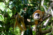A pair of squirrel monkey hanging out in a tree relax,relaxed,relaxing,rest,resting,branch,tree,canopy,arboreal,squirrel monkey,monkey,monkeys,primate,primates,mammal,mammals,Americas,Central America,Costa Rica,rainforest,tropical,tropics,forest,fo