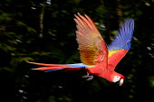 An action shot of a scarlet macaw flying Ben Cherry action,flight,fly,flying,wings,wing,aerial,macaw,macaws,bird,birds,birdlife,avian,aves,feathers,bill,plumage,parrot,parrots,colour,colourful,red,Americas,Central America,Costa Rica,rainforest,tropical,tropics,Scarlet macaw,Ara macao,Parrots,Psittaciformes,Chordates,Chordata,Aves,Birds,Parakeets, Macaws, Parrots,Psittacidae,Rainforest,macao,Ara,South America,Animalia,Herbivorous,Sub-tropical,Savannah,Least Concern,Riparian,Flying,Arboreal,Appendix I,IUCN Red List,Spanish