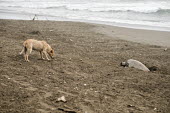 A feral dog sniffs around an olive ridley turtle laying eggs on the beach turtle,turtles,olive ridley,nest,nesting,laying,lay,dog,canine,feral,food,eggs,egg,coast,coastal,shore,scavenge,beach,scavenger,carnivore,Americas,Central America,Costa Rica,tropical,tropics,Animalia,