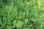 Greater water parsnip Habitat,Mature form,Species in habitat shot,Leaves,Apiales,Magnoliopsida,Dicots,Apiaceae,Anthophyta,Europe,Photosynthetic,Plantae,Aquatic,Wildlife and Conservation Act,Sium,Wetlands