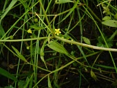 Adder's-tongue spearwort in flower Habitat,Species in habitat shot,Leaves,Flower,Mature form,Magnoliopsida,Dicots,Buttercup Family,Ranunculaceae,Ranunculales,Photosynthetic,Aquatic,Ponds and lakes,Wildlife and Conservation Act,Anthophy
