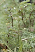 Ribbon-leaved water-plantain in flower Mature form,Fruits or berries,Flower,Alismataceae,Magnoliophyta,Flowering Plants,Alismatales,Monocots,Liliopsida,Wetlands,Alisma,Aquatic,Anthophyta,Streams and rivers,Photosynthetic,Plantae,Europe,Pon