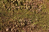 Tiny fern-moss Mature form,Habitat,Species in habitat shot,Bryophytes,Bryophyta,Mosses,Bryopsida,Fissidentaceae,Near Threatened,Photosynthetic,Europe,Streams and rivers,Aquatic,Fissidens,Terrestrial,Fissidentales,Ro