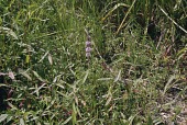 Pennyroyal in flower Flower,Mature form,Mint Family,Lamiaceae,Lamiales,Magnoliopsida,Dicots,Photosynthetic,Plantae,Temporary water,Terrestrial,Wildlife and Conservation Act,North America,Europe,Anthophyta,Agricultural,Men