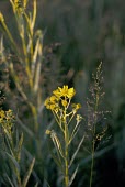 Fen ragwort flowers Flower,Asters, Daisies, Sunflowers,Asteraceae,Magnoliopsida,Dicots,Asterales,Senecio,Temporary water,Anthophyta,Plantae,Wildlife and Conservation Act,Critically Endangered,IUCN Red List,Wetlands,Photo
