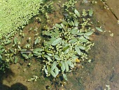Floating water-plantain Species in habitat shot,Leaves,Mature form,Habitat,Monocots,Liliopsida,Alismataceae,Alismatales,Luronium,STAT_HD,Ponds and lakes,Europe,Wildlife and Conservation Act,Aquatic,Photosynthetic,Tracheophyt