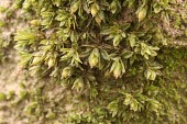 Spruce's bristle-moss Species in habitat shot,Mature form,Habitat,Mosses,Bryopsida,Bryophytes,Bryophyta,Europe,Photosynthetic,Orthotrichales,Wetlands,Broadleaved,Orthotrichaceae,Plantae,Terrestrial,Orthotrichum,Agricultura