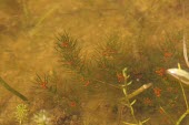 Convergent stonewort underwater with fruit Fruits or berries,Habitat,Species in habitat shot,Leaves,Mature form,Chlorophyta,Green Algae,Europe,Photosynthetic,Chara,Protista,Charophyceae,Temporary water,Characeae,Endangered,Aquatic,Ponds and la