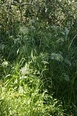 Greater water parsnip in flower Species in habitat shot,Flower,Habitat,Leaves,Mature form,Apiales,Magnoliopsida,Dicots,Apiaceae,Anthophyta,Europe,Photosynthetic,Plantae,Aquatic,Wildlife and Conservation Act,Sium,Wetlands