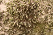 Spruce's bristle-moss Habitat,Species in habitat shot,Mature form,Mosses,Bryopsida,Bryophytes,Bryophyta,Europe,Photosynthetic,Orthotrichales,Wetlands,Broadleaved,Orthotrichaceae,Plantae,Terrestrial,Orthotrichum,Agricultura