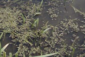 Ribbon-leaved water-plantain in water Leaves,Alismataceae,Magnoliophyta,Flowering Plants,Alismatales,Monocots,Liliopsida,Wetlands,Alisma,Aquatic,Anthophyta,Streams and rivers,Photosynthetic,Plantae,Europe,Ponds and lakes,Critically Endang