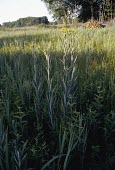 Fen ragworts in flower Species in habitat shot,Flower,Farmland,Habitat,Mature form,Asters, Daisies, Sunflowers,Asteraceae,Magnoliopsida,Dicots,Asterales,Senecio,Temporary water,Anthophyta,Plantae,Wildlife and Conservation A