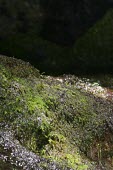 Derbyshire feather-moss Mature form,Habitat,Species in habitat shot,Bryophytes,Bryophyta,Mosses,Bryopsida,Europe,Rock,Thamnobryum,Wildlife and Conservation Act,IUCN Red List,Isobryales,angustifolium,Thamniaceae,Critically En