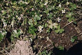 Three-lobed water-crowfoot in flower Flower,How does it grow ?,Mature form,Buttercup Family,Ranunculaceae,Ranunculales,Magnoliopsida,Dicots,Plantae,Ranunculus,Photosynthetic,Wetlands,Europe,Temporary water,Vulnerable,Aquatic,Heathland,An