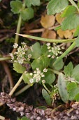 Creeping marshwort in flower Leaves,Flower,Habitat,Species in habitat shot,Mature form,Magnoliopsida,Dicots,Apiales,Apiaceae,Apium,Europe,Anthophyta,Agricultural,Ponds and lakes,Plantae,Photosynthetic,Temporary water,Wetlands,Cri