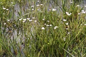Lesser water-plantain in flower Species in habitat shot,Leaves,Habitat,Flower,Mature form,Monocots,Liliopsida,Alismatales,Alismataceae,Ponds and lakes,Europe,Africa,Photosynthetic,Aquatic,Temporary water,Tracheophyta,Asia,IUCN Red L