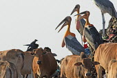 Greater adjunat storks foraging in the guwahati dumping ground of Assam, India stork,storks,bird,birds,birdlife eye,eyes,throat,neck,bill,yellow,waste,habitat,human impact,land management,litter,rubbish,environment,scavenge,habitat loss,cattle,cows,cow,livestock,negative space,l