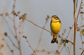 Yellow-breasted bunting perching on tree yellow breasted bunting,bunting,yellow,bird,birds,birdlife,perch,perched,perching,twig,branch,colourful,Yellow-breasted bunting,Emberiza aureola,Aves,Birds,Chordates,Chordata,Perching Birds,Passerifor