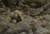 A crab-eating mongoose looking onward along a dried river bed mammal,mammals,vertebrate,vertebrates,terrestrial,fur,furry,mongoose,looking at camera,pebbles,rocks,river bed,shallow focus,negative space,snout,nose,Feliformia,Asia,India,Crab-eating mongoose,Herpes