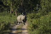 An Indian rhinoceros walking down a trail with a great white egret on tis back rhinos,rhino,horn,horns,herbivores,herbivore,vertebrate,mammal,mammals,terrestrial,Asia,Asian,India,Indian,Indian rhino,forest,forests,track,trail,armour,armoured,hitch hiker,egret,great egret,great w