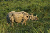 An Indian rhinoceros grazing in a field rhinos,rhino,horn,horns,herbivores,herbivore,vertebrate,mammal,mammals,terrestrial,Asia,Asian,India,Indian,Indian rhino,forest,forests,track,trail,armour,armoured,grass,grassland,negative space,green