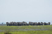 A large herd of Asian elephant making their way across the grassland mastodon,mastodons,mammoth,mammoths,elephant,elephants,trunk,trunks,herbivores,herbivore,vertebrate,mammal,mammals,terrestrial,Asia,Asian,India,Indian,Indian elephant,Asiatic elephant,tusk,tusks,lands