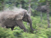 An Asian elephant charging thorugh the forest Avijan Saha mastodon,mastodons,mammoth,mammoths,elephant,elephants,trunk,trunks,herbivores,herbivore,vertebrate,mammal,mammals,terrestrial,Asia,Asian,India,Indian,Indian elephant,Asiatic elephant,forest,forests,jungle,jungles,charge,charging,action,behaviour,run,running,shallow focus,negative space,dirt,dirty,dust,dusty,dust bathing,Asian elephant,Elephas maximus,Digital manipulation,Mammalia,Mammals,Elephants,Elephantidae,Chordates,Chordata,Elephants, Mammoths, Mastodons,Proboscidea,Animalia,Scrub,Elephas,Terrestrial,Appendix I,Endangered,Herbivorous,Grassland,maximus,Tropical,IUCN Red List