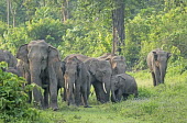 A herd of Asian elephant roaming along the edge of a forest mastodon,mastodons,mammoth,mammoths,elephant,elephants,trunk,trunks,herbivores,herbivore,vertebrate,mammal,mammals,terrestrial,Asia,Asian,India,Indian,Indian elephant,Asiatic elephant,tusk,tusks,fores