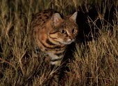 Black-footed cat stalking something in the grass cat,cats,feline,felidae,predator,carnivore,wild cat,desert,desert cat,eyes,ears,face,close up,nocturnal,small cats,Black-footed cat,Felis nigripes,Carnivores,Carnivora,Mammalia,Mammals,Chordates,Chord