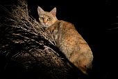 A wildcat in a tree at night cat,cats,feline,felidae,predator,carnivore,wild cat,eyes,ears,face,close up,stalk,stalking,hunt,hunting,nocturnal,negative space,night,black,small cats,Wildcat,Felis silvestris,Chordates,Chordata,Mamm