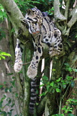 A clouded leopard hanging over a tree branch, relaxing cat,cats,feline,felidae,predator,carnivore,wild cat,eyes,face,close up,coat,fur,furry,whiskers,paws,leopard,arboreal,hanging,chill,relax,relaxed,pattern,patterned,camouflage,forest,forests,small cats,