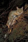 A wildcat in a tree at night cat,cats,feline,felidae,predator,carnivore,wild cat,eyes,ears,face,close up,stalk,stalking,hunt,hunting,nocturnal,night,small cats,Wildcat,Felis silvestris,Chordates,Chordata,Mammalia,Mammals,Carnivor